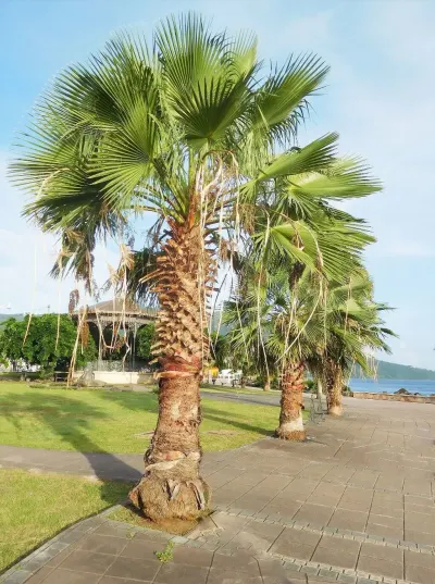 Palma ağacı — Dənlilər, Otlar Yemlər,  Bitkilər, Bakı — şəkil 3