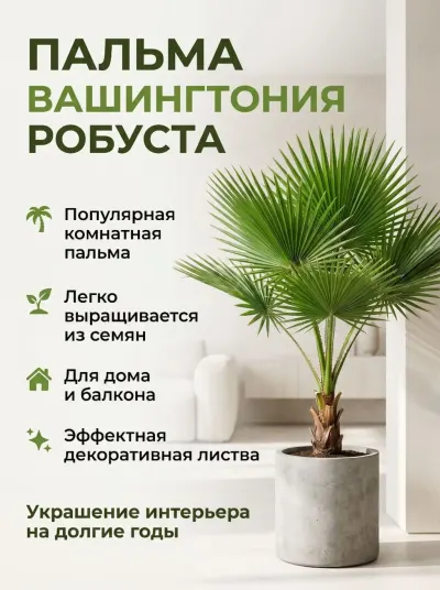 Palma ağacı — Dənlilər, Otlar Yemlər,  Bitkilər, Bakı