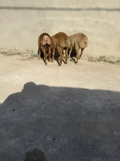 Qoyunlar — Heyvanlar, Quşlar, Balıqlar, Bakı