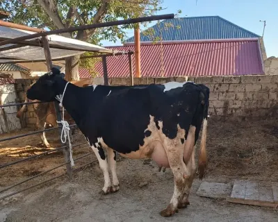 İnək — Heyvanlar, Quşlar, Balıqlar, Bakı