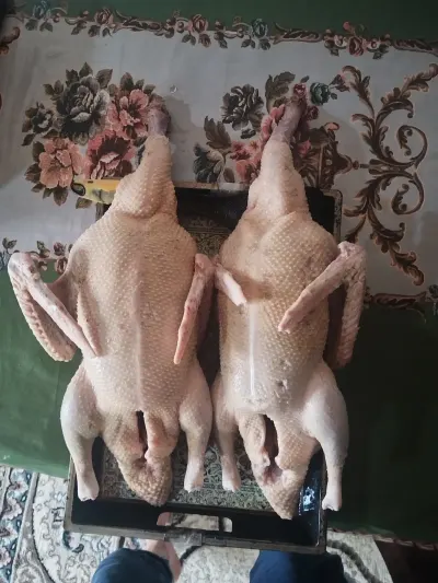 Ördək əti — Heyvanlar, Quşlar, Balıqlar, Lənkəran — şəkil 10