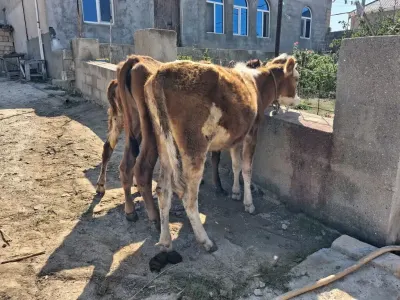 buzovlar — Heyvanlar, Quşlar, Balıqlar, Xırdalan — şəkil 2