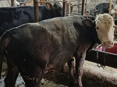 Danalar — Heyvanlar, Quşlar, Balıqlar, Gəncə