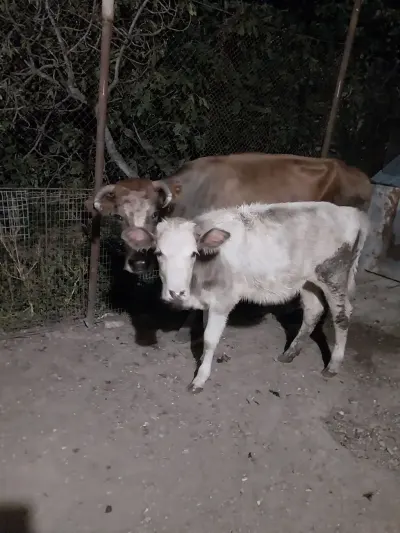 Balalı inək — Heyvanlar, Quşlar, Balıqlar, Bakı