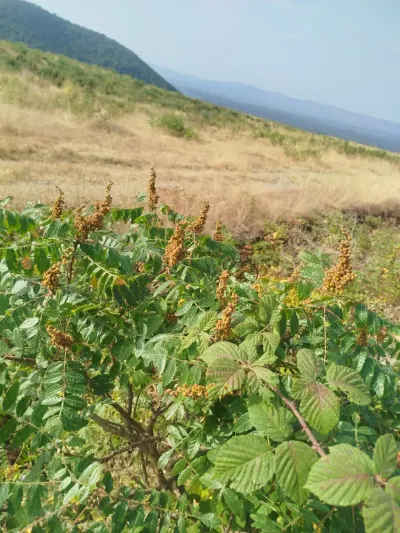Sumax — Dənlilər, Otlar Yemlər,  Bitkilər, Bakı — şəkil 2