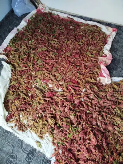 Sumax — Dənlilər, Otlar Yemlər,  Bitkilər, Bakı