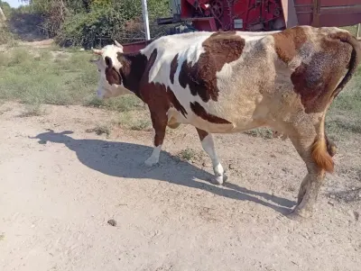 İnək — Heyvanlar, Quşlar, Balıqlar, Salyan