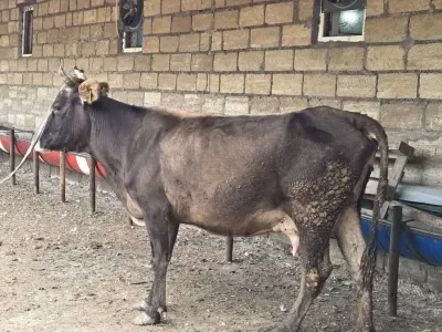 Balalı inək — Heyvanlar, Quşlar, Balıqlar, Gəncə