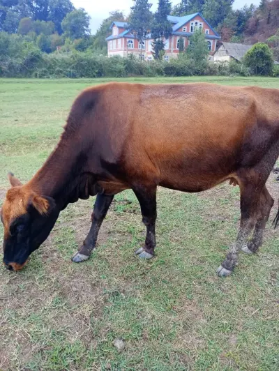Danalar — Heyvanlar, Quşlar, Balıqlar, Lənkəran