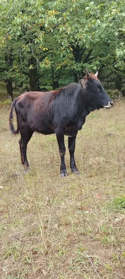 Danalar — Heyvanlar, Quşlar, Balıqlar, Lənkəran — şəkil 2