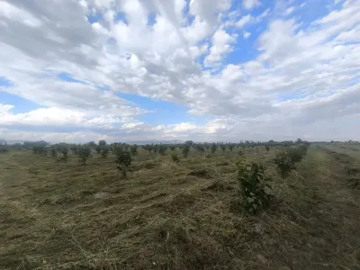 Meyvə bağı — Agricultural Property, Aghdash