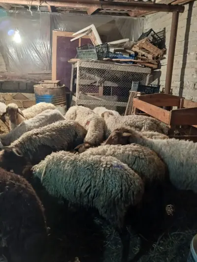 Qoyunlar — Heyvanlar, Quşlar, Balıqlar, Bakı