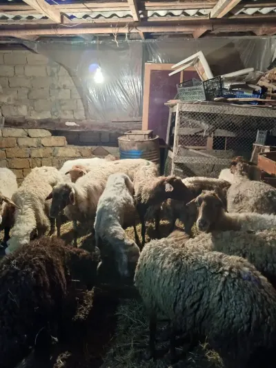 Qoyunlar — Heyvanlar, Quşlar, Balıqlar, Bakı — şəkil 2