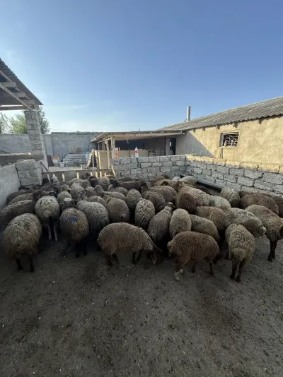 Quzular — Heyvanlar, Quşlar, Balıqlar, Bakı