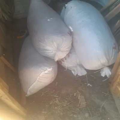 Peyin — Gübrələr, Pestisidlər və Dərmanlar, Bakı
