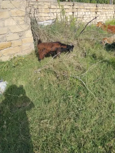 Keçilər — Heyvanlar, Quşlar, Balıqlar, Bakı — şəkil 2