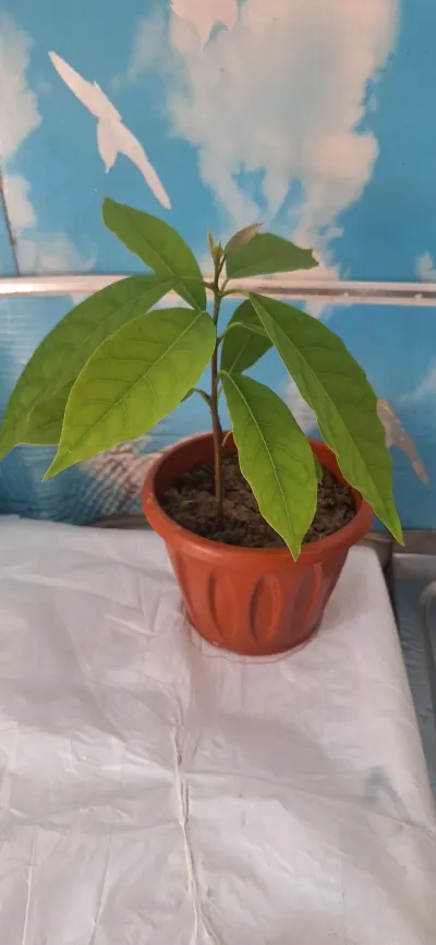 Avokado — Meyvə və Giləmeyvə, Bakı