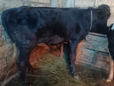 Dana — Heyvanlar, Quşlar, Balıqlar, Quba