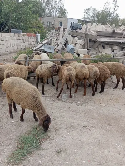 Qoyunlar — Heyvanlar, Quşlar, Balıqlar, Bakı