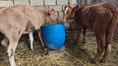 Danalar — Heyvanlar, Quşlar, Balıqlar, Xudat