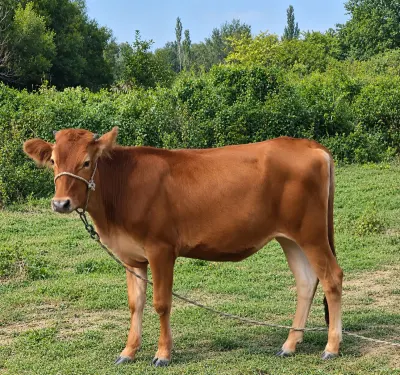 Dana — Heyvanlar, Quşlar, Balıqlar, Xaçmaz