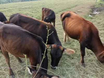 Danalar — Heyvanlar, Quşlar, Balıqlar, Şəmkir