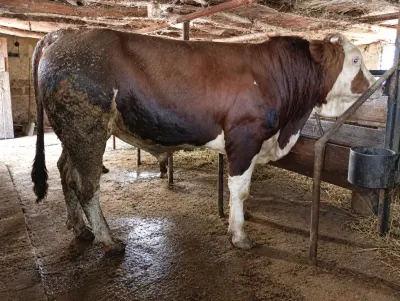 Danalar — Heyvanlar, Quşlar, Balıqlar, Goranboy