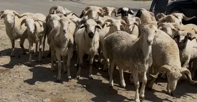 Qoyunlar — Heyvanlar, Quşlar, Balıqlar, Bakı