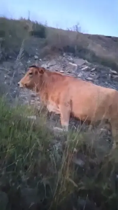 İnəklər — Heyvanlar, Quşlar, Balıqlar, İsmayıllı — şəkil 2