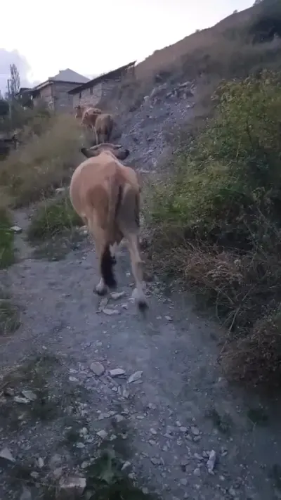 İnəklər — Heyvanlar, Quşlar, Balıqlar, İsmayıllı
