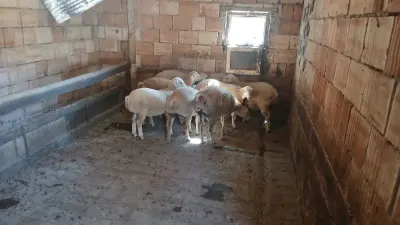 Quzular — Heyvanlar, Quşlar, Balıqlar, Şəki — şəkil 2
