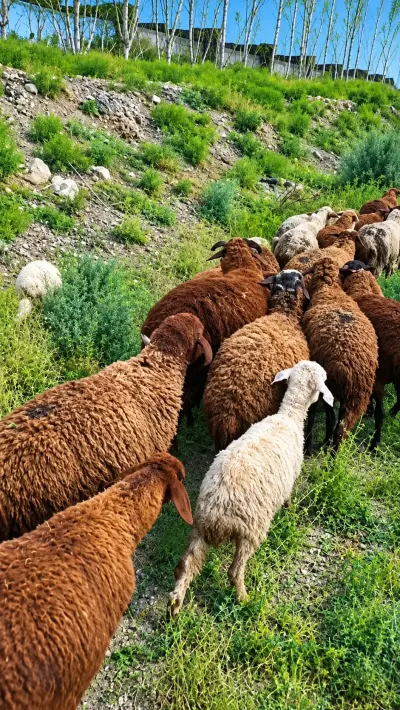 Quzular — Heyvanlar, Quşlar, Balıqlar, Şabran