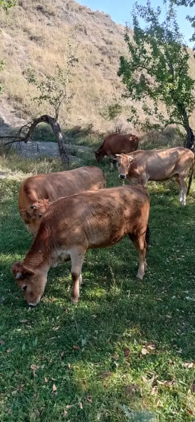 Danalar — Heyvanlar, Quşlar, Balıqlar, İsmayıllı