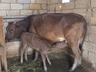 Balalı inək — Heyvanlar, Quşlar, Balıqlar, Xırdalan