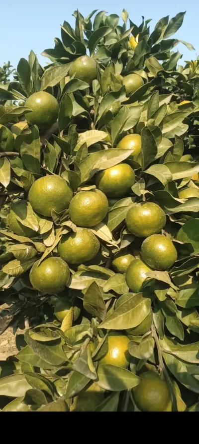 Mandarin — Meyvə və Giləmeyvə, Astara