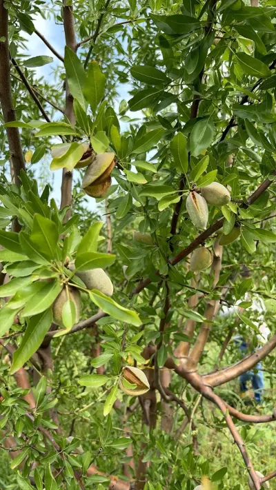 Badam — Meyvə və Giləmeyvə, Bakı — şəkil 2
