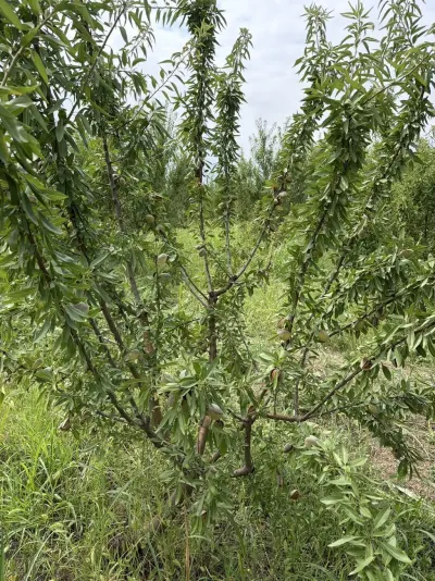Badam — Meyvə və Giləmeyvə, Bakı — şəkil 3
