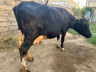 Dana — Heyvanlar, Quşlar, Balıqlar, Bakı — şəkil 2