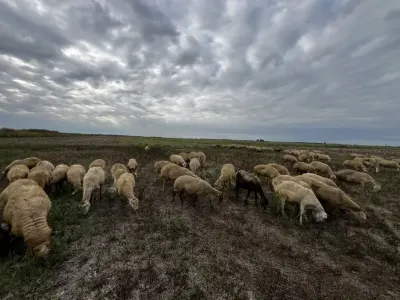 Çoban xidməti — Kənd/Təs Xidmətləri, İmişli