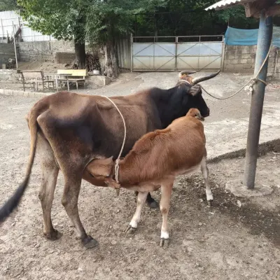Balalı inək — Heyvanlar, Quşlar, Balıqlar, Lerik