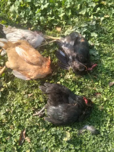 Çolpalar — Heyvanlar, Quşlar, Balıqlar, Qəbələ