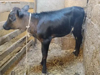 Buzov — Heyvanlar, Quşlar, Balıqlar, Bakı — şəkil 2