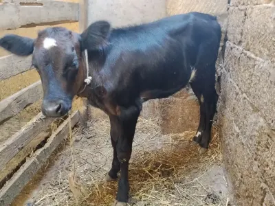 Buzov — Heyvanlar, Quşlar, Balıqlar, Bakı