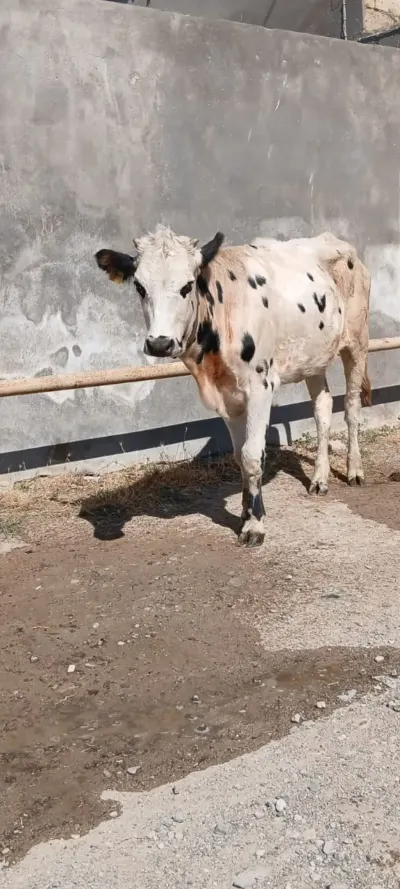 İnək — Heyvanlar, Quşlar, Balıqlar, Bakı — şəkil 2
