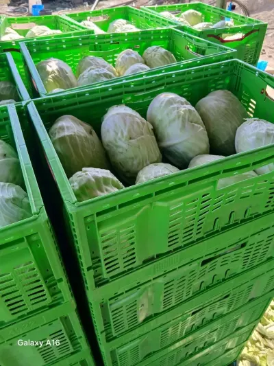 Cabbage — Vegetables and Greens, Baku — şəkil 2
