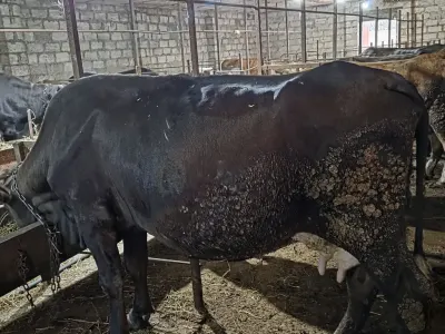 Balalı inək — Heyvanlar, Quşlar, Balıqlar, Gəncə