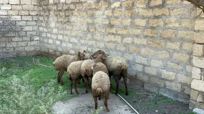 Qoyunlar — Heyvanlar, Quşlar, Balıqlar, Bakı