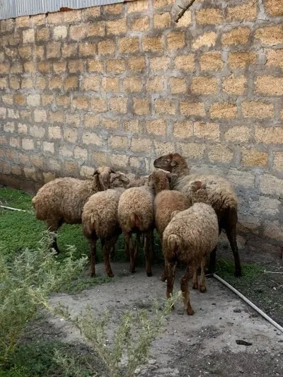 Qoyunlar — Heyvanlar, Quşlar, Balıqlar, Bakı — şəkil 2