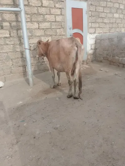 İnək — Heyvanlar, Quşlar, Balıqlar, Bakı