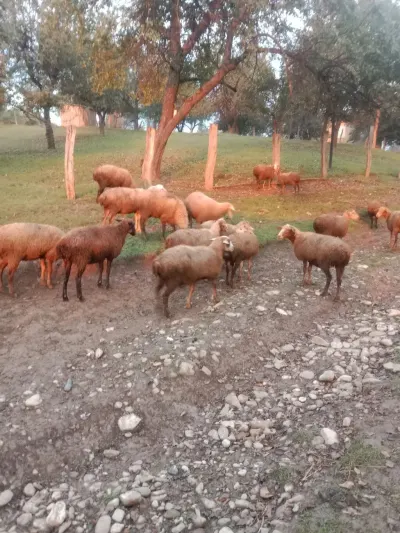 Qoyunlar — Heyvanlar, Quşlar, Balıqlar, Quba — şəkil 2